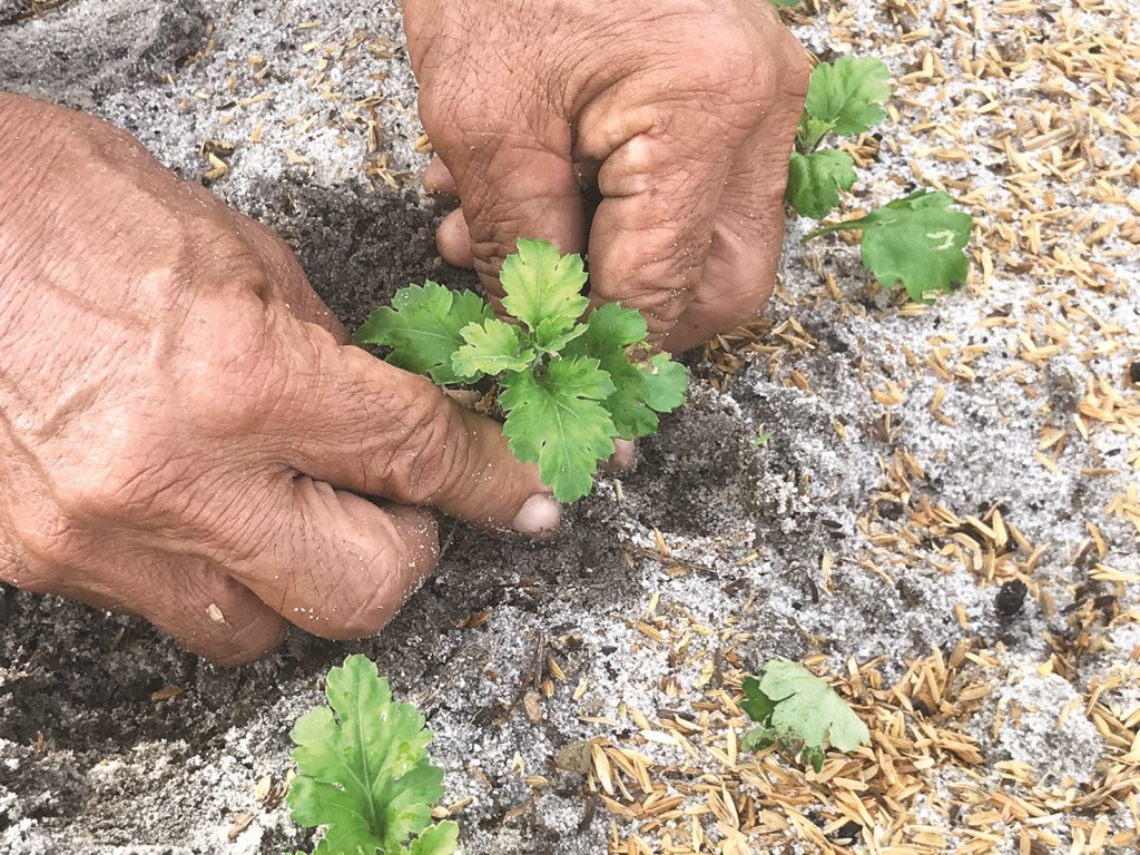 Plants are planted on loose soil beds