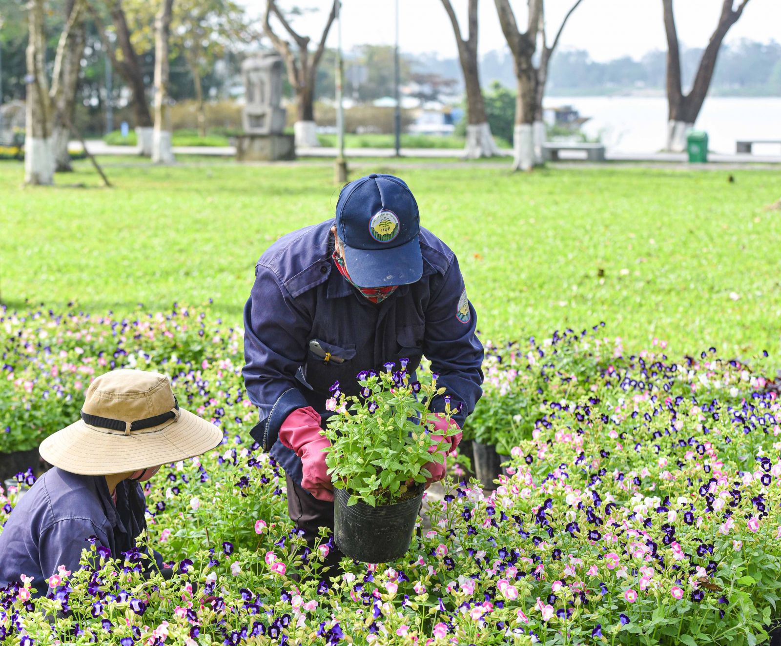 So that the streets always have fresh flowers on Tet holidays