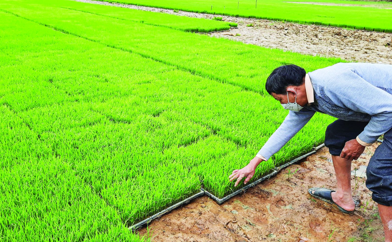 Sowing seeds in low-lying parts of the field