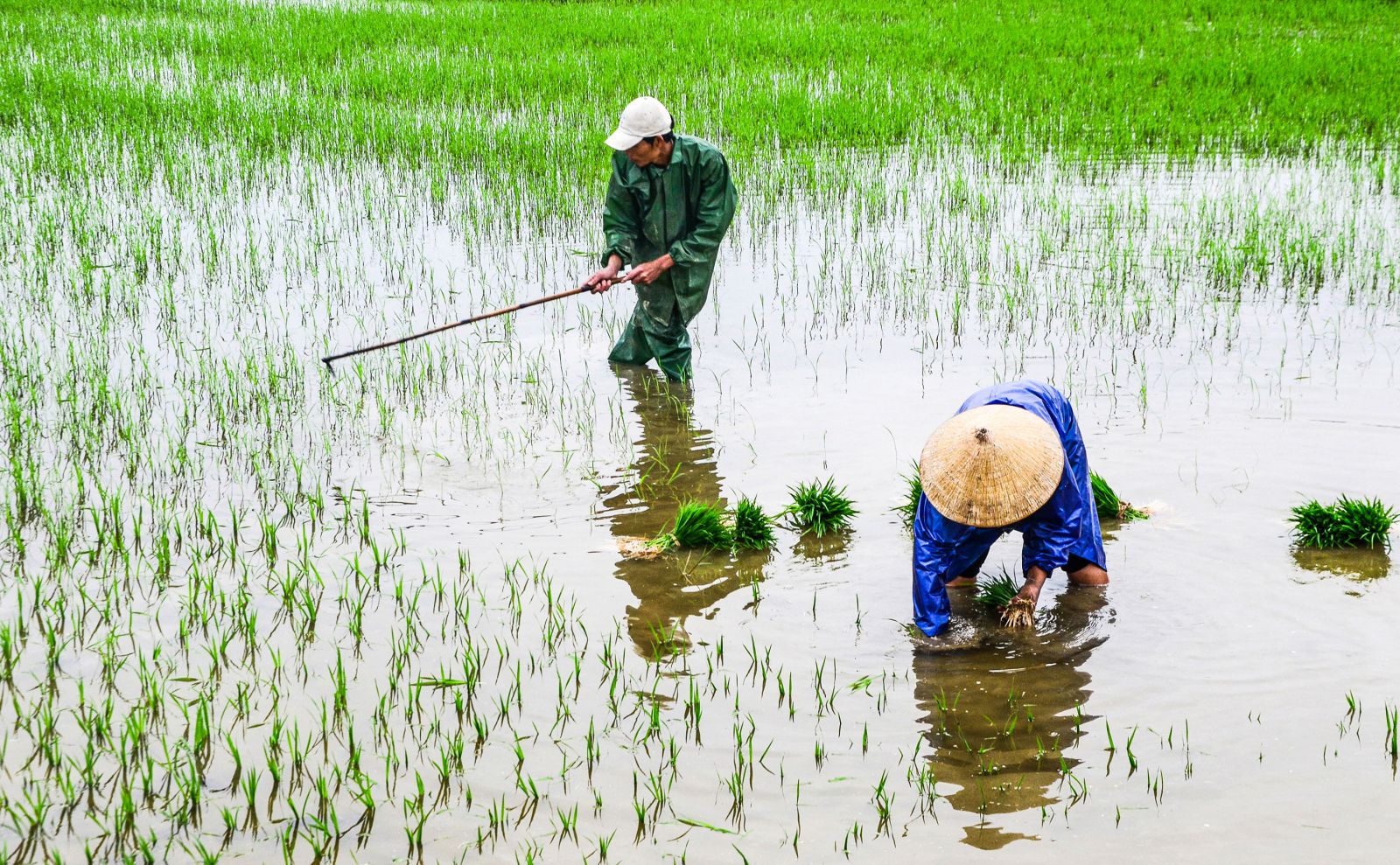 Planting in areas that were sparsely sown or damaged by rats