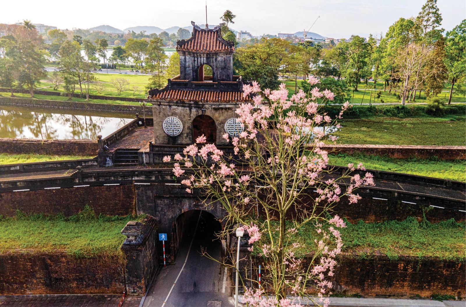 Firmiana simplex at Quang Duc gate