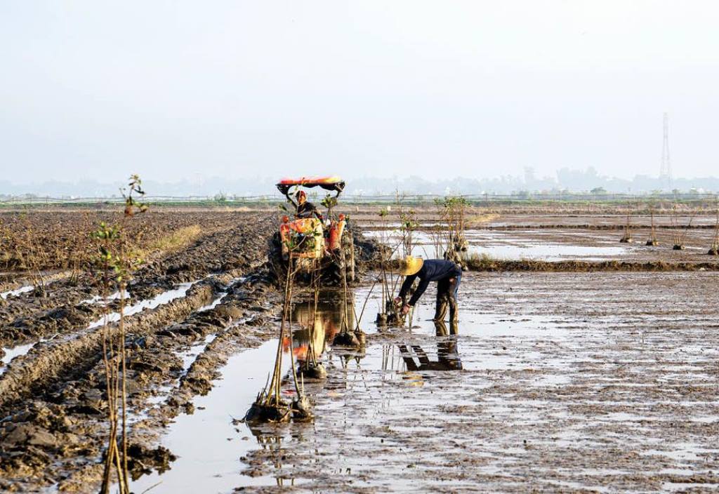 Making the planting beds