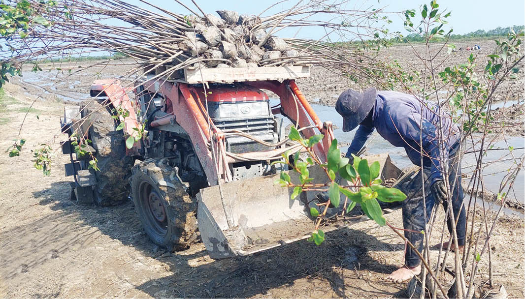 Transporting Apple Mangrove