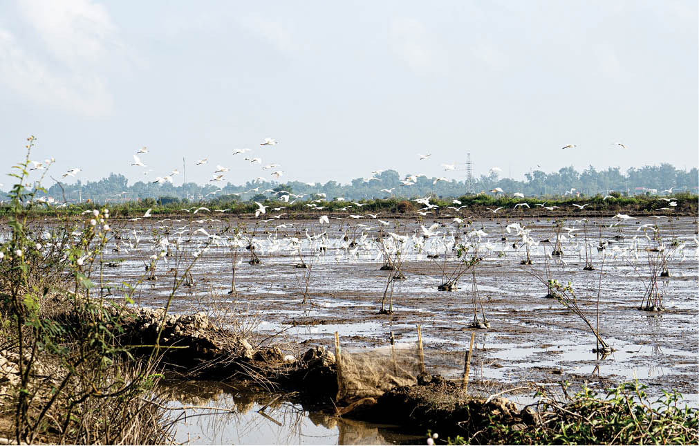 Newly planted forest