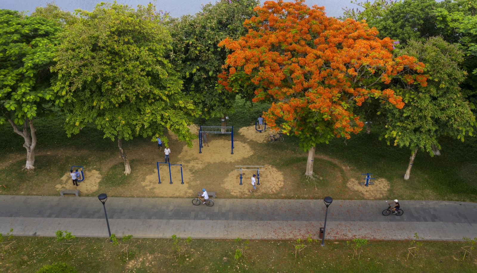Red flamboyant flowers in the park