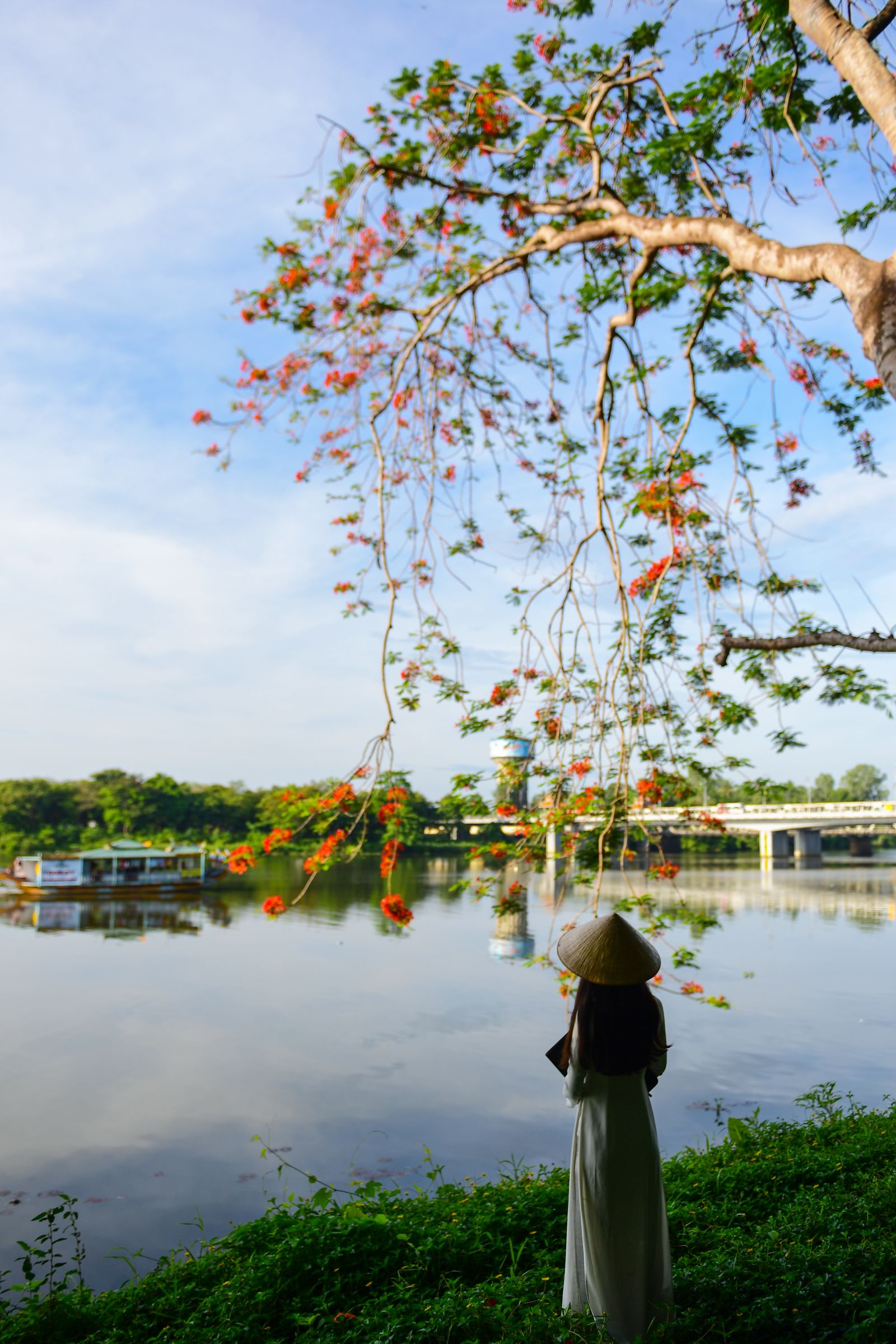 The charm of flamboyant flowers