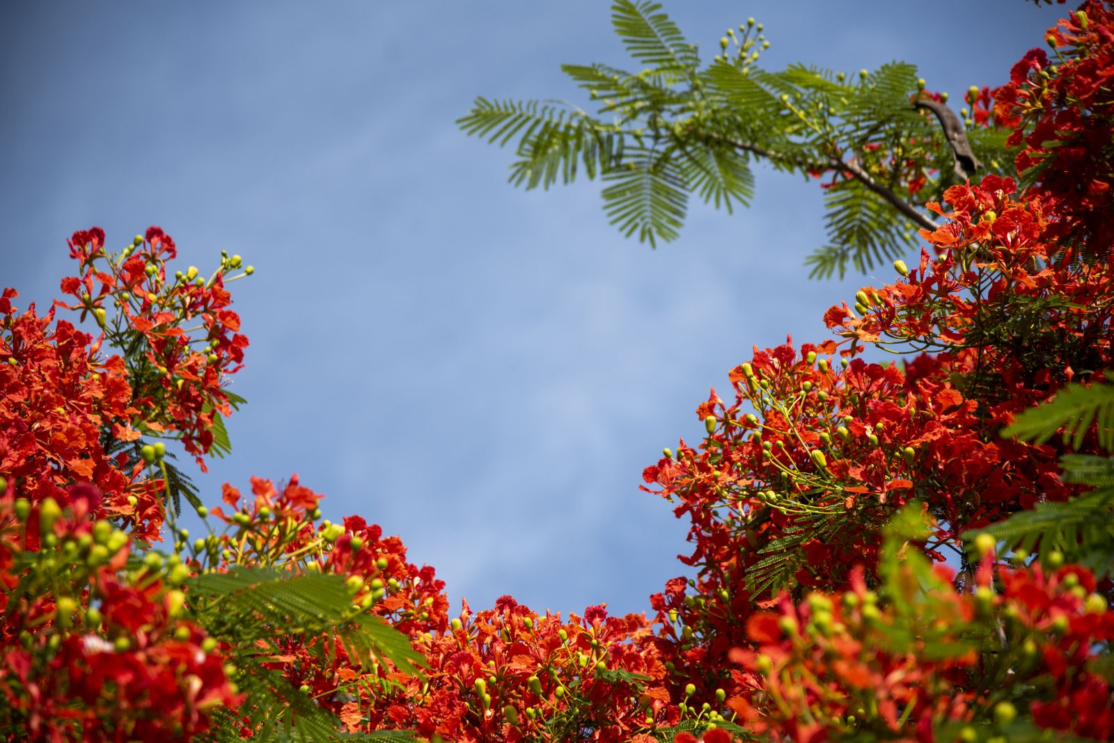 Red color covering a sky corner
