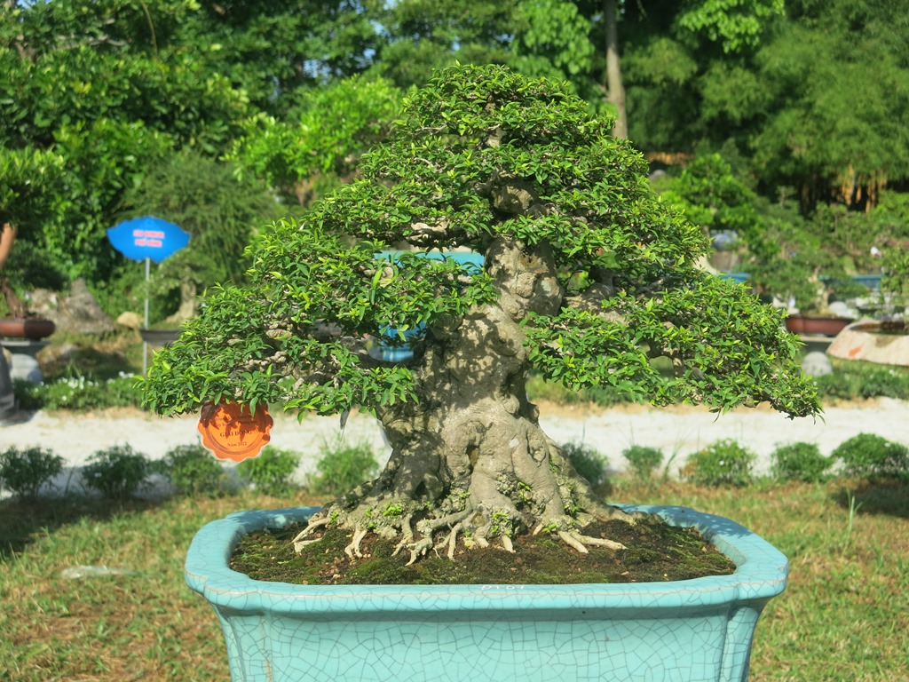 A beautiful work of ornamental plants through the hands of an artist