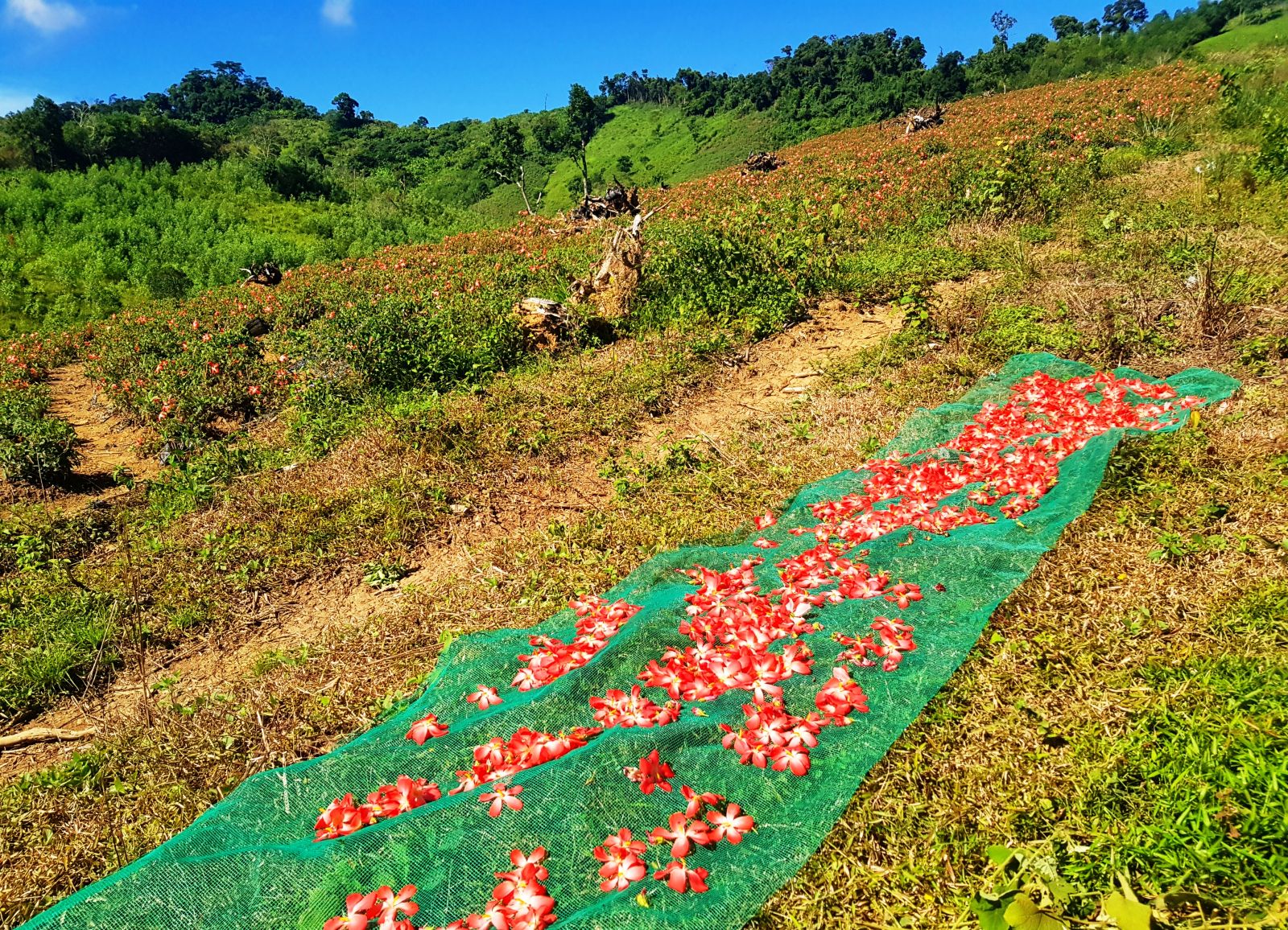 After collecting, the ginseng flowers are dried on the spot, then dried in the machine within 8 hours