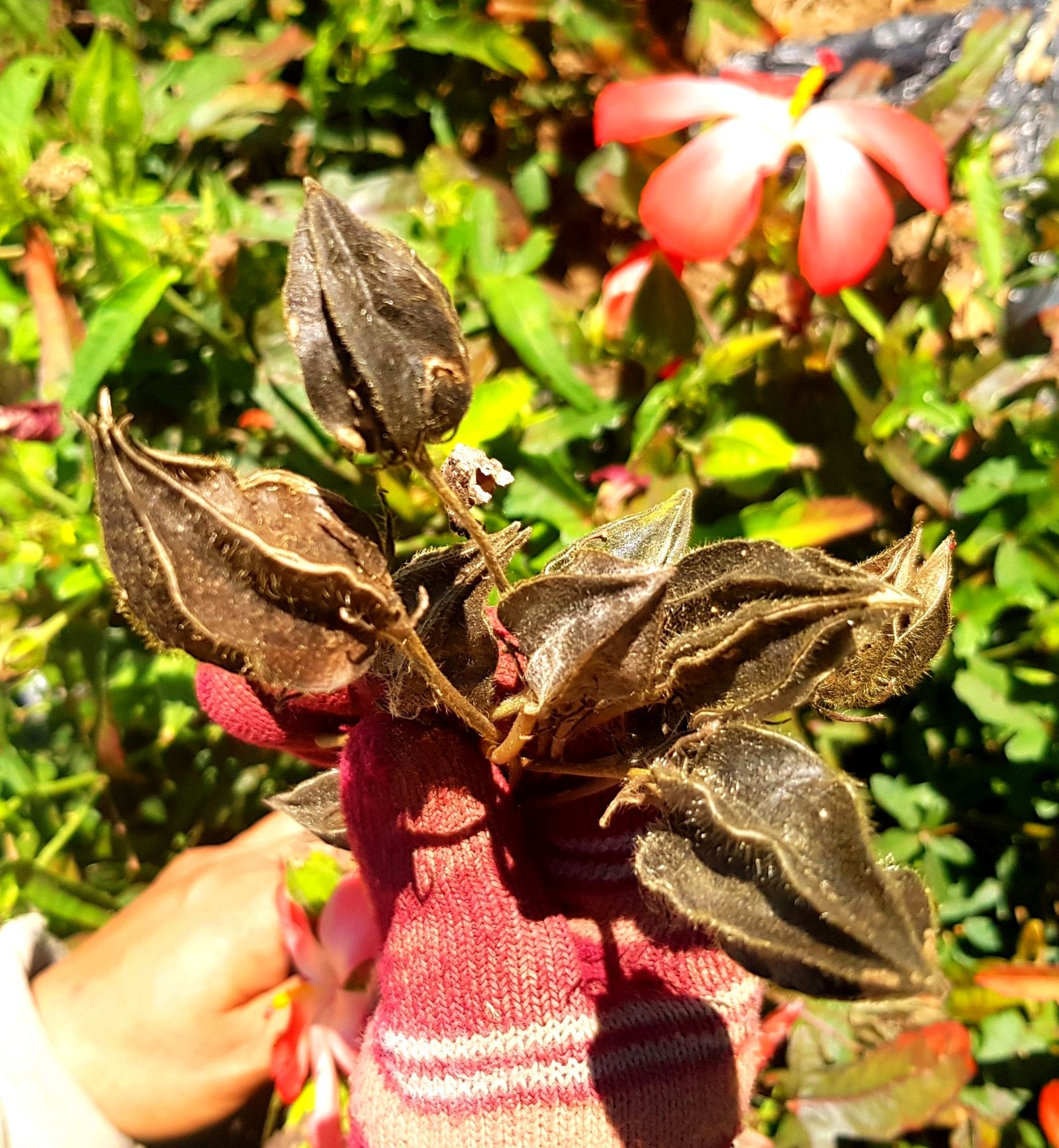 The ginseng fruits are also harvested at the same time to pick the seeds for the next season