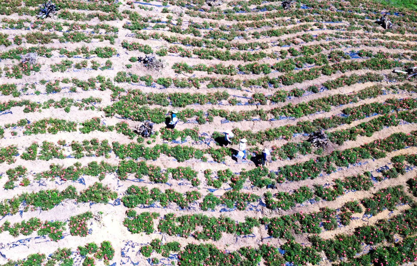 The ginseng garden creating jobs for many local workers