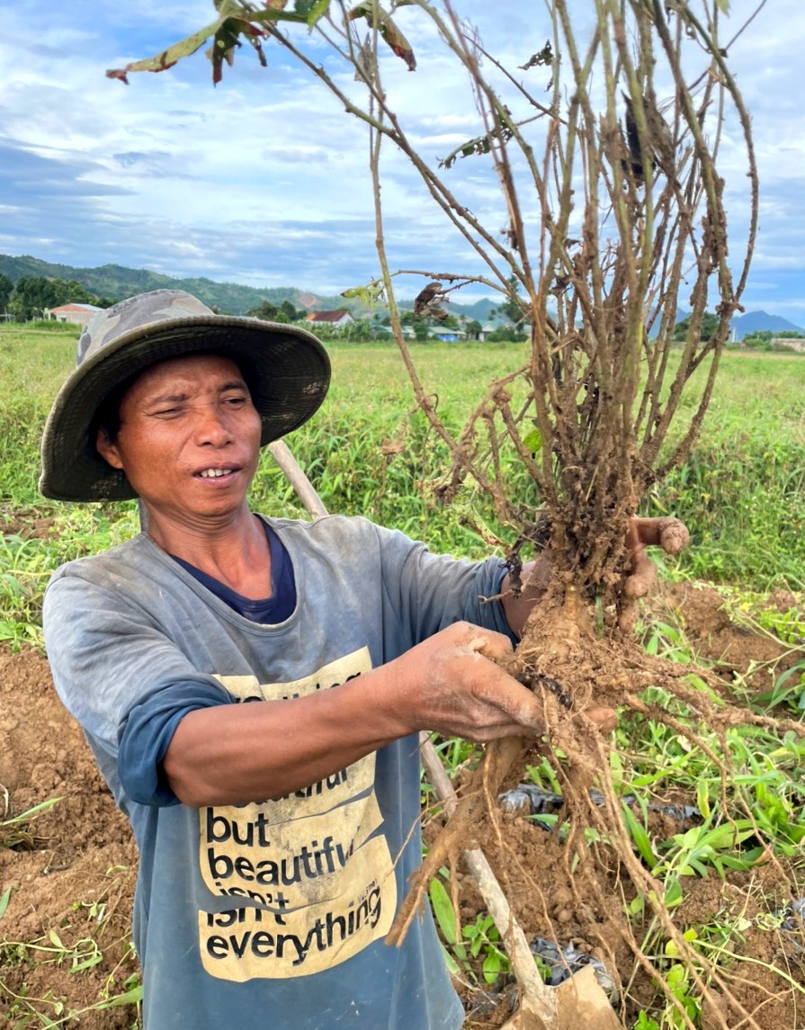 Harvest a Bo Chinh ginseng root to assess the crop quality