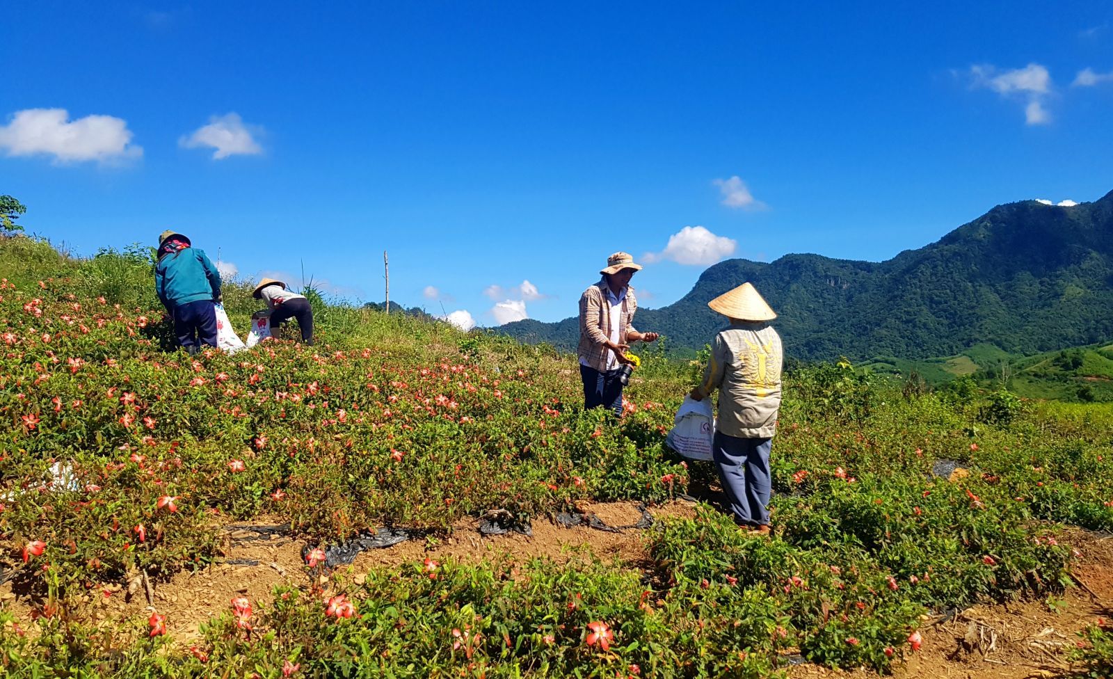 The young visitors experiencing to collect flowers with local people