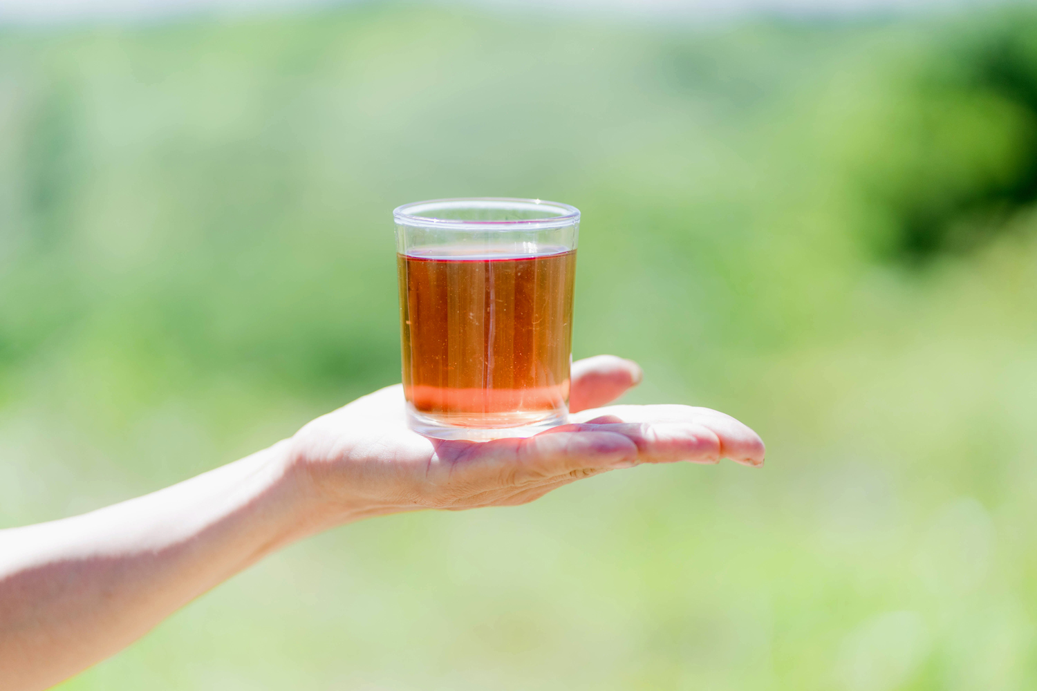 The tea from Bo Chinh ginseng flowers helps purge body heat and detoxify. This kind of tea can be served hot or iced