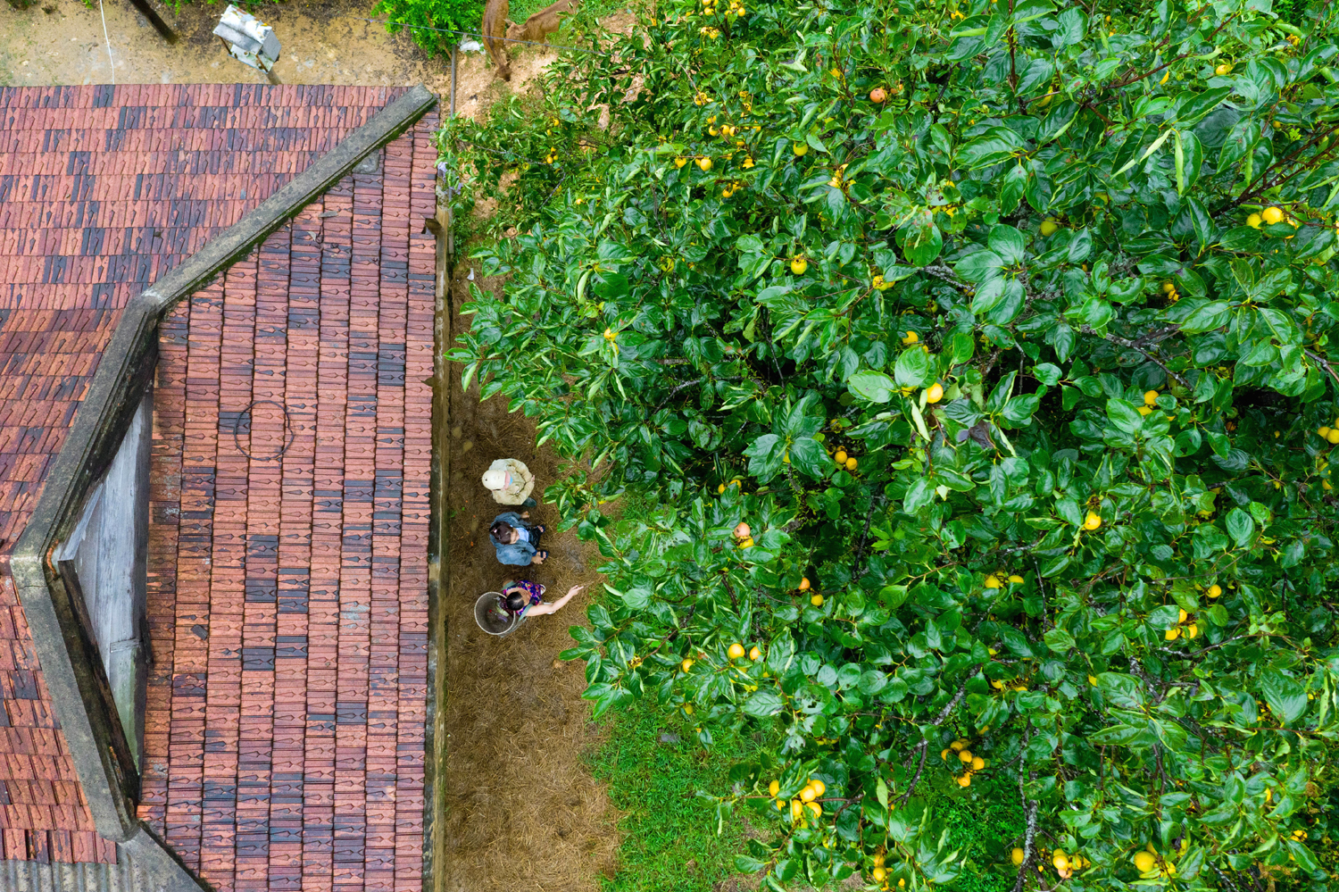 A tree of egg persimmon on the porch of a house in Hong Bac commune