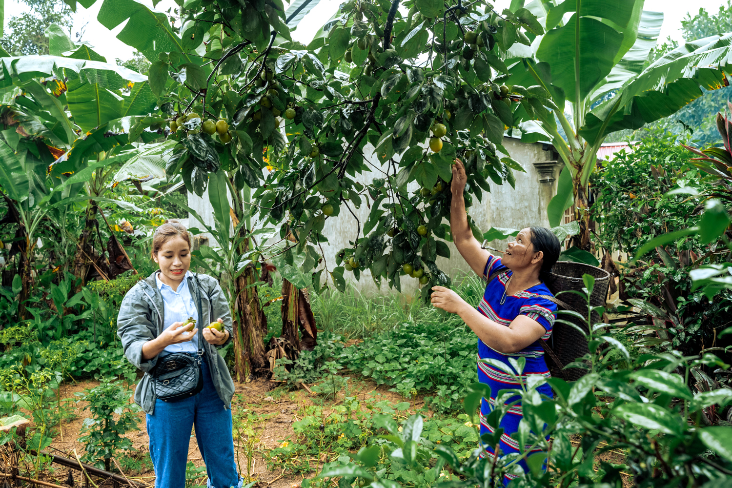 Agriculture officers carrying out survey of persimmon gardens in local people’s houses