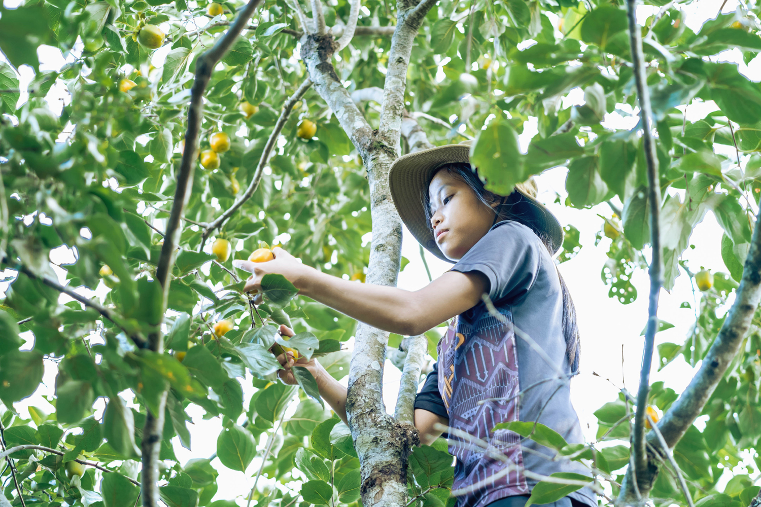 The work of fruit collection is usually done by the young people as the persimmon trees are quite high