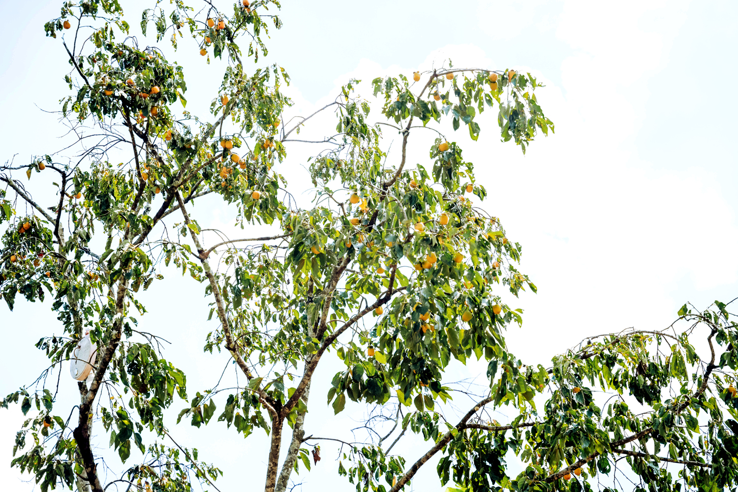 Persimmons “swaying” in the Autumn sunlight in Hong Kim Commune 
