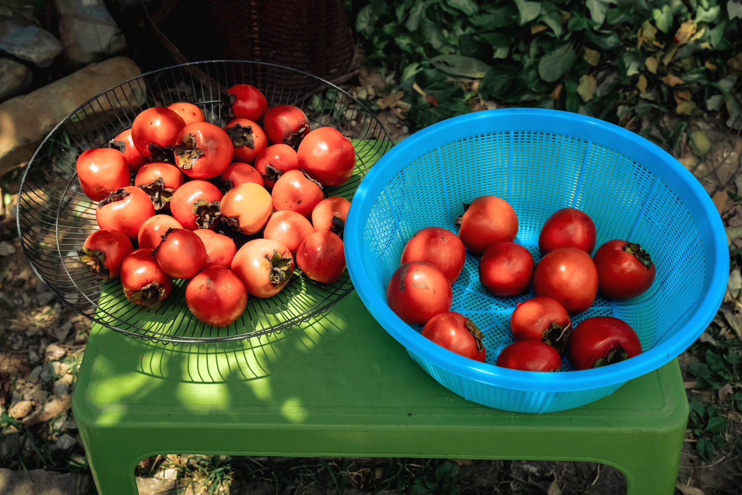 Ripe bowl-shaped persimmons are sold at 20.000 VND per kilogram