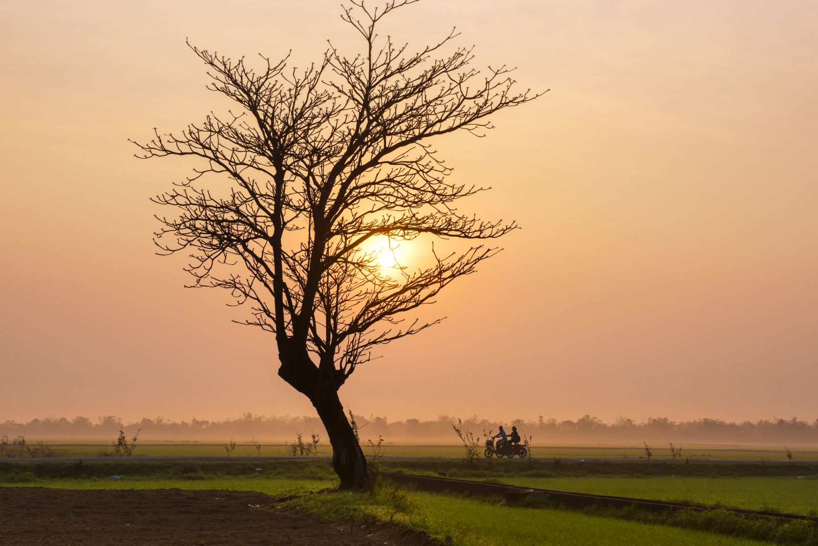 Lonely tree in the early morning