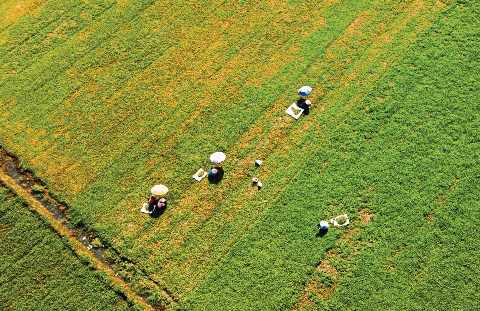 Centella asiatica specialized cultivation fields