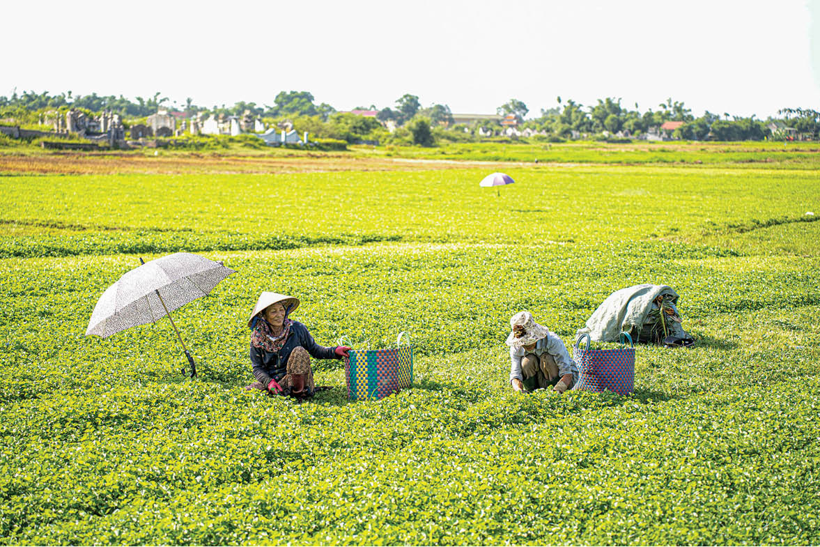 The process of producing centella asiatica powder: