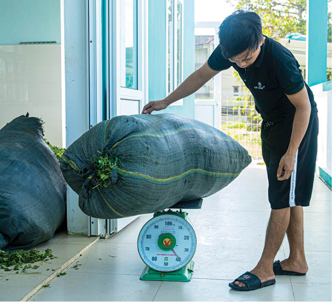 Weighing the centella asiatica