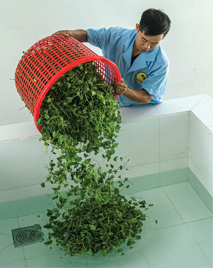 Washing the centella asiatica