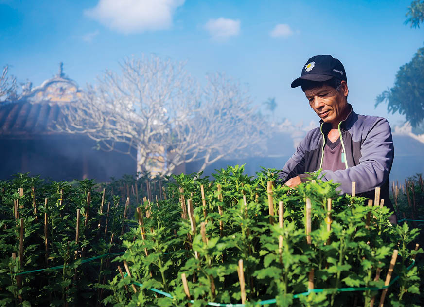 Taking care of Tet flowers