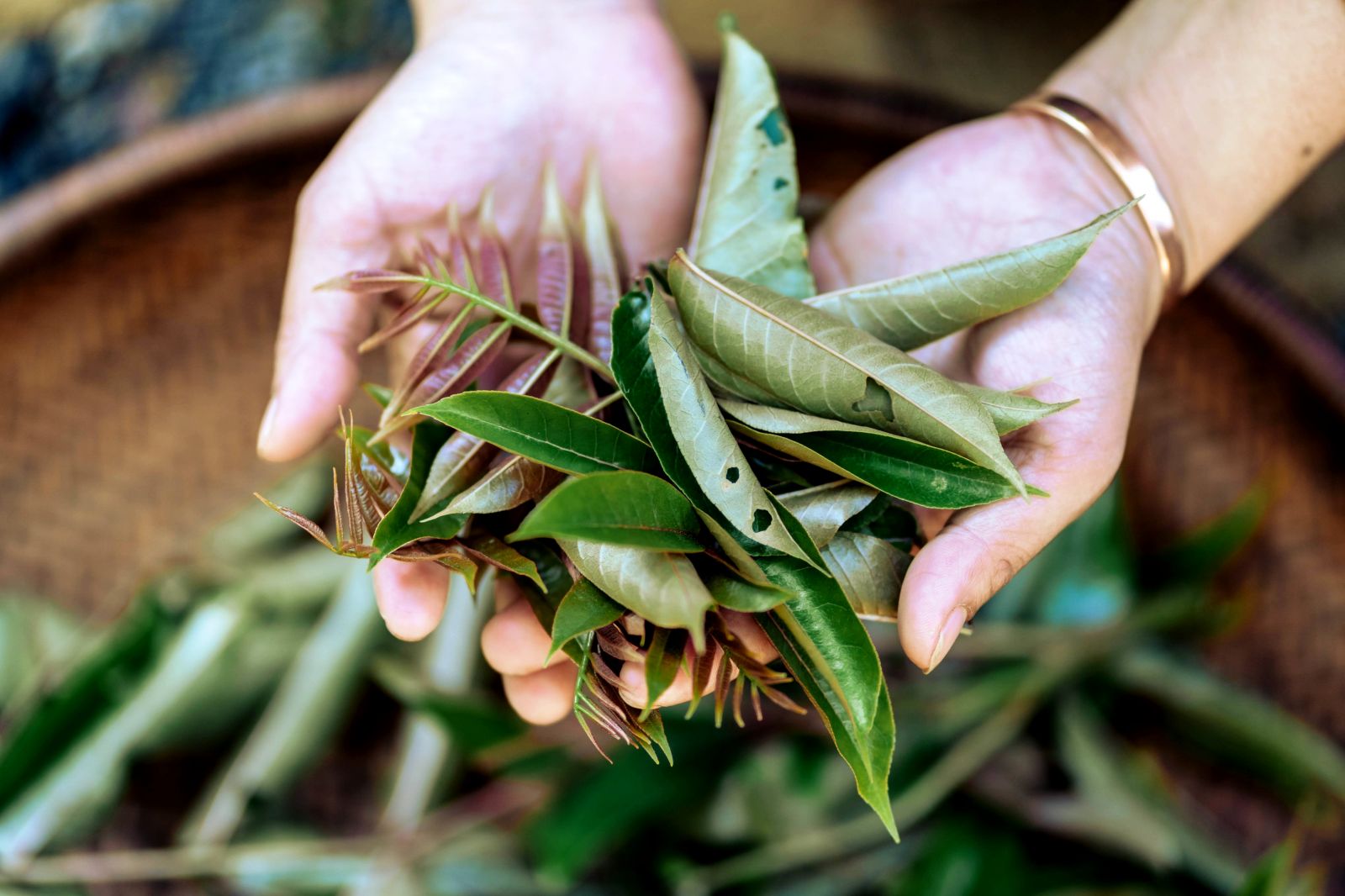 Picked a' soar leaves must be dried, other seeds are also dried to preserve for a long time