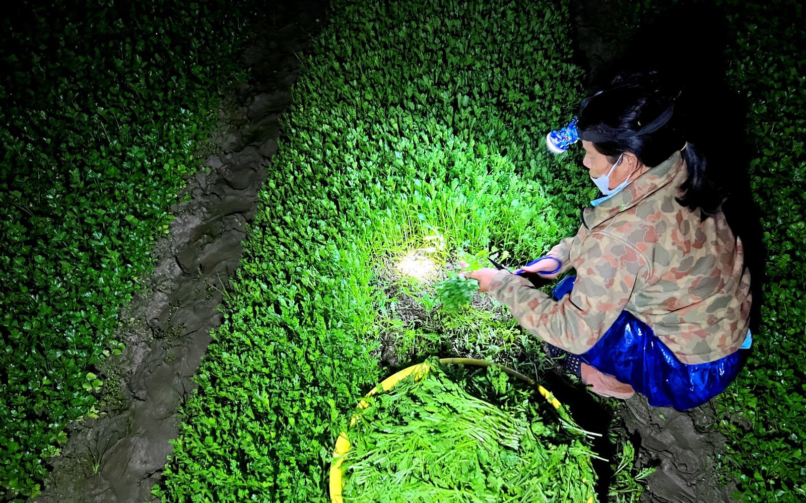 In the early morning, in the adjacent bed of crown daisies, Mrs. Thu is harvesting in a hurry in case it will rains