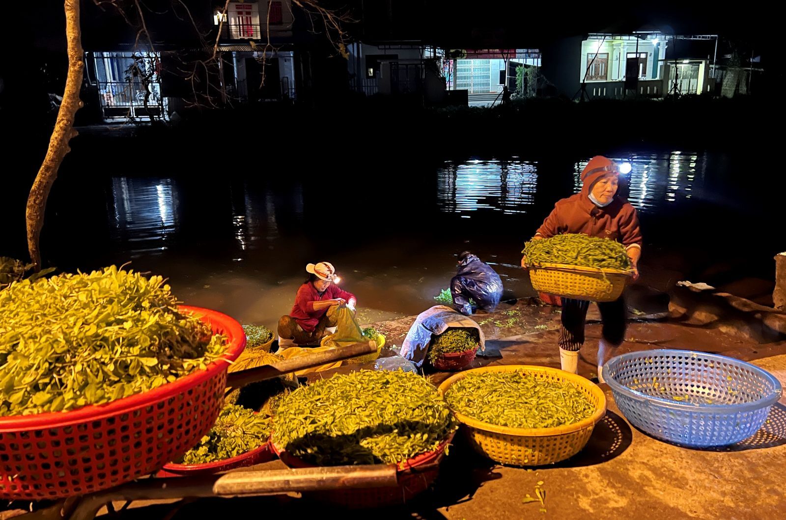 After harvesting, it comes to the step of rinsing the mud
