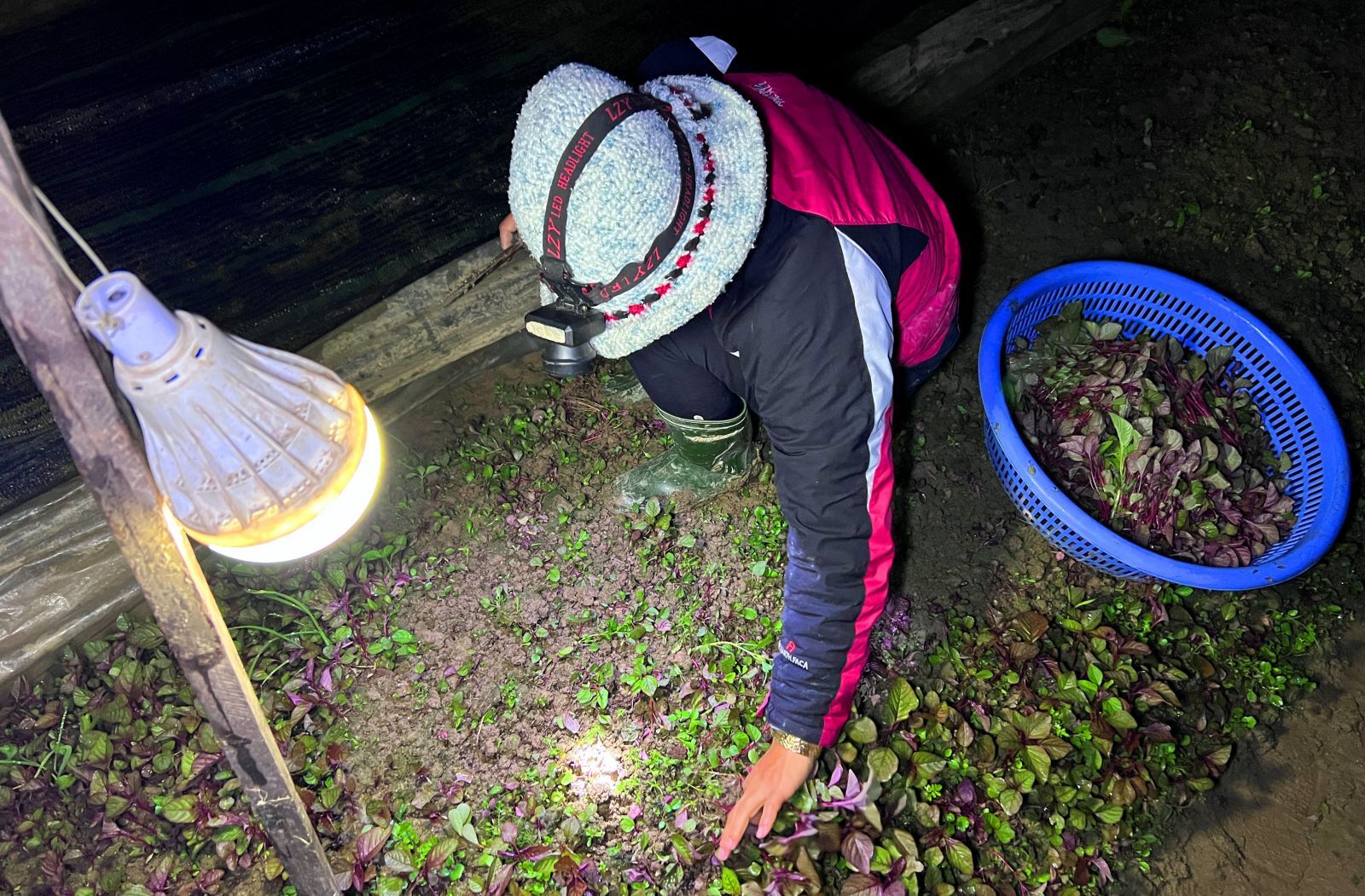 In addition to the headlamps, some people also bring rechargeable lights to harvest easier