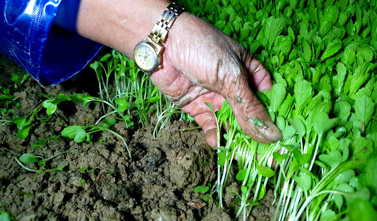 Although it is not as hard as farming, the hardship that Mrs. Huong and many other growers have to suffer is partly shown through their fingers