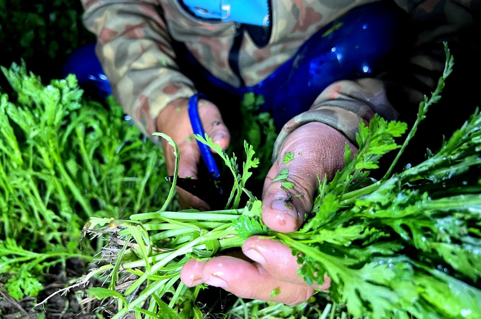 Depending on each kind of vegetable, the growers will choose to cut the root, such as crown daisy…