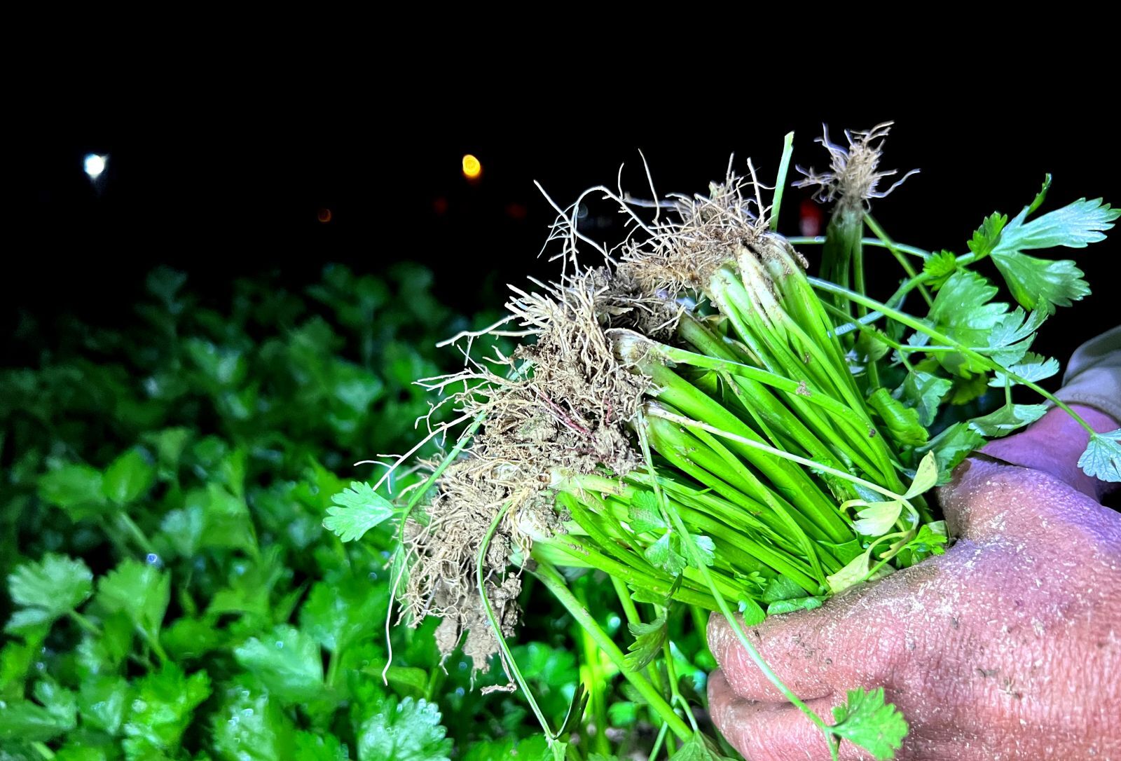… or hold it as celery