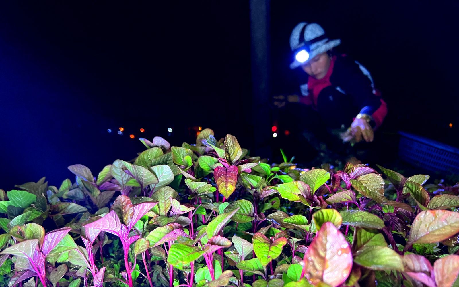 On the days of Tet, red amaranth is bought from 70.000 to 80.000 VND per kilogram by the traders, 4 times more expensive than the normal days
