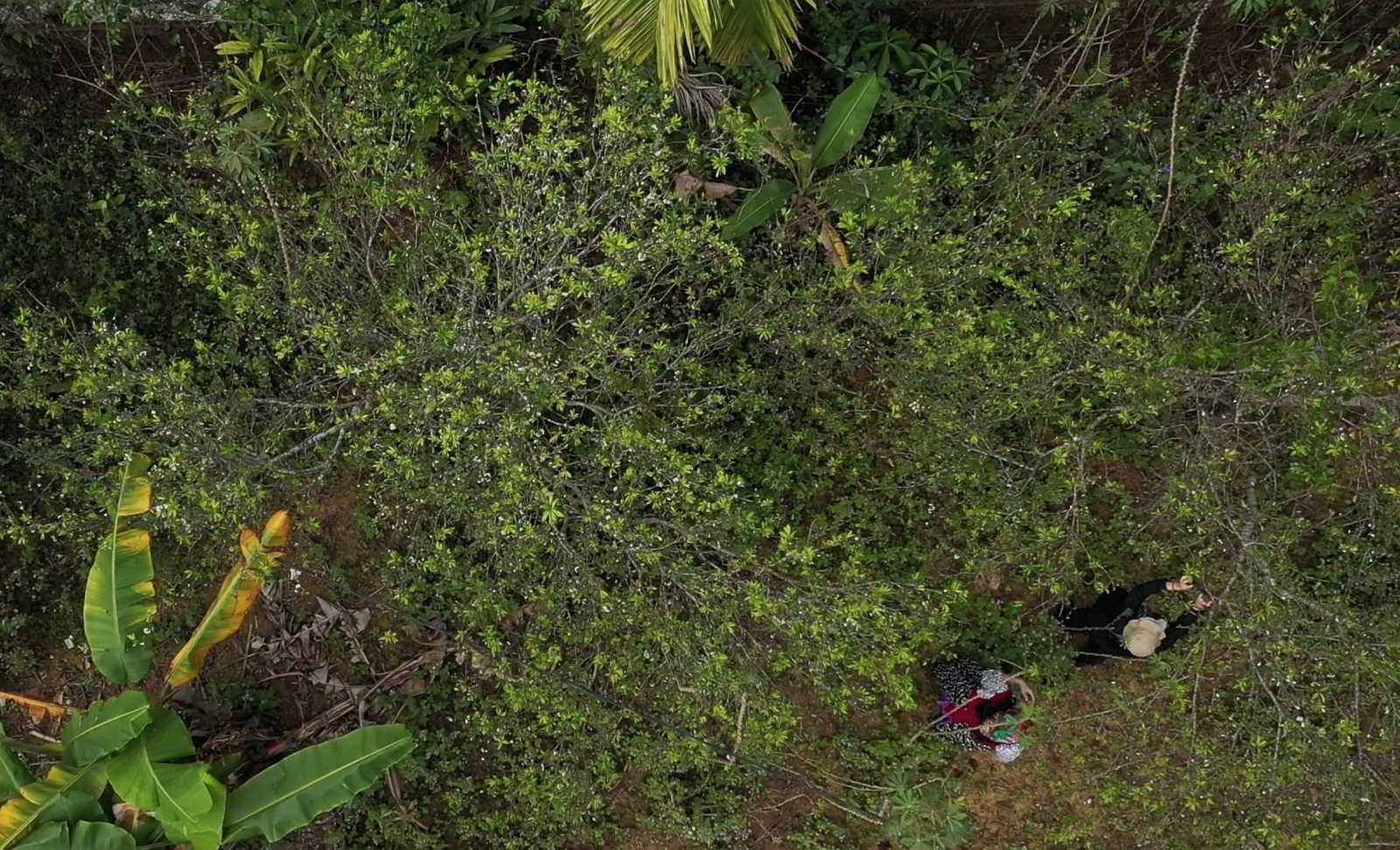 Mrs. Thanh Xuan’s plum tree garden is considered to be the place having the most number of plum trees in A Luoi