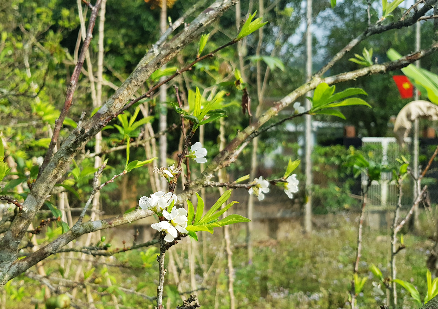 Flowers blooming from an over 10-year-old plum tree