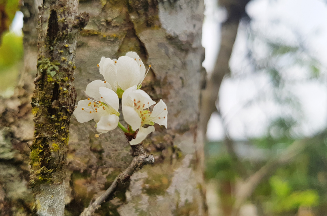 Innocent beauty of plum blossoms