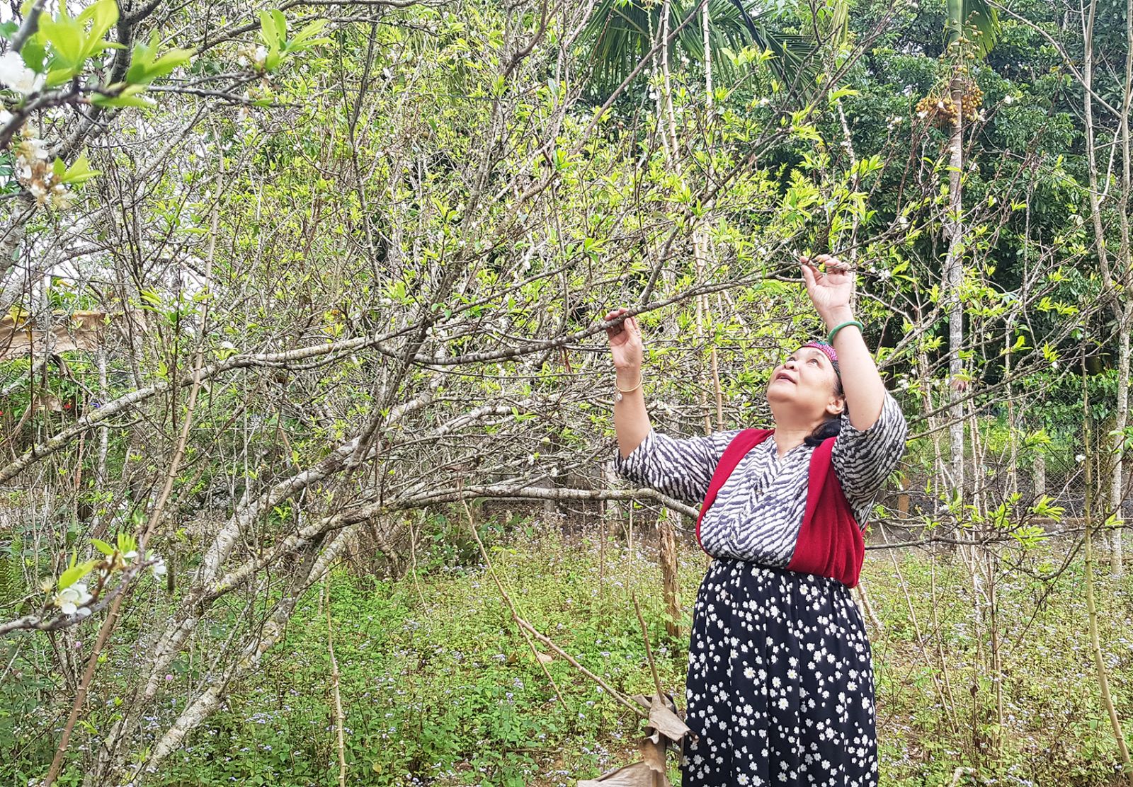 Mrs. Xuan said that in the coming time, the flower garden will be multiplied in a new location