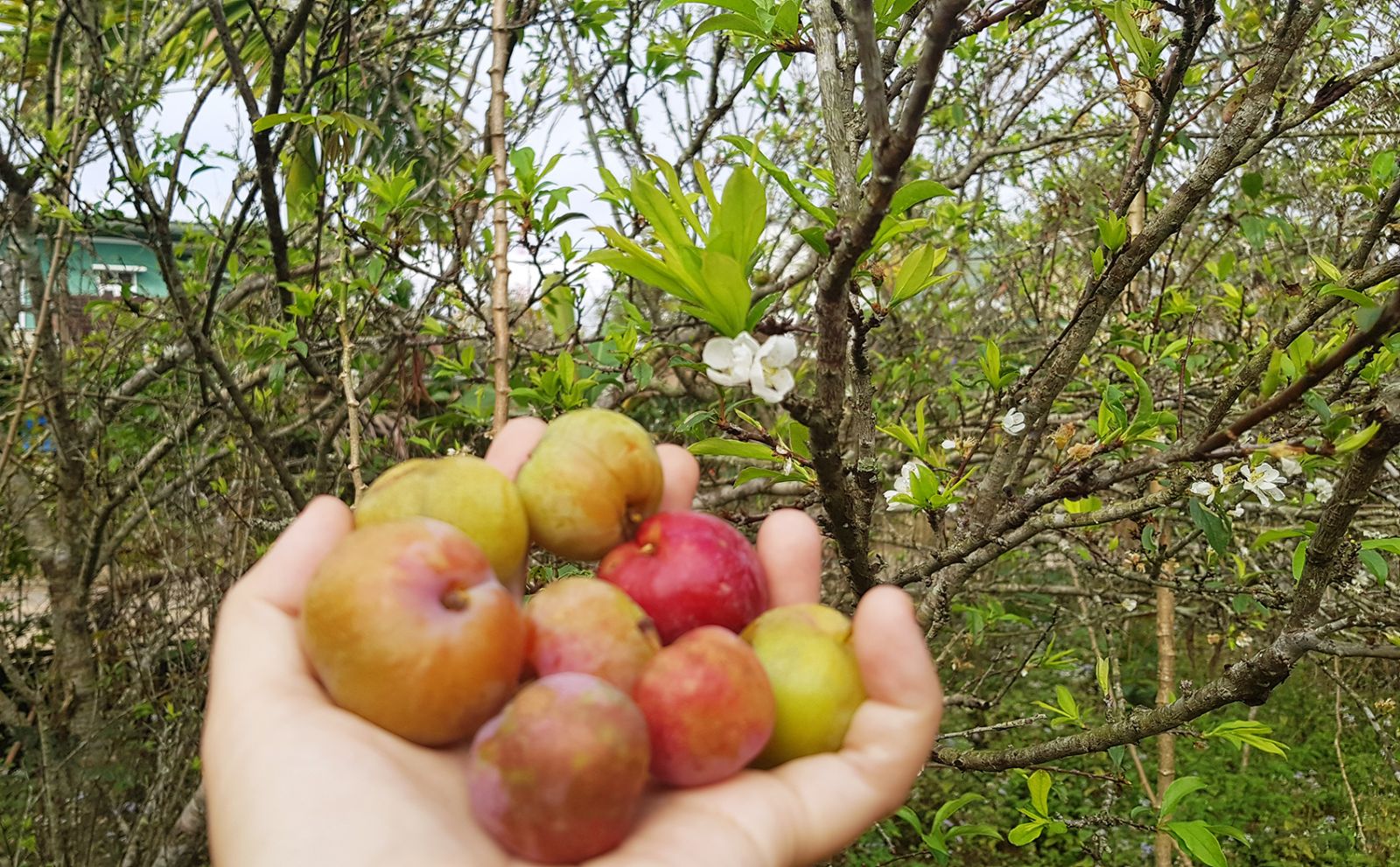 The plums in the garden with white flowers blooming trees