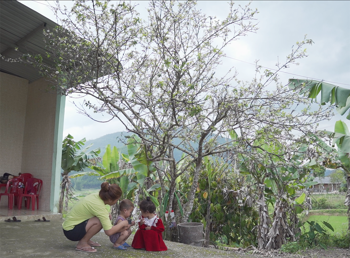 A Luoi is encouraging local people to grow some typical kinds of trees, including plum trees to beautify the scenery and serve tourism