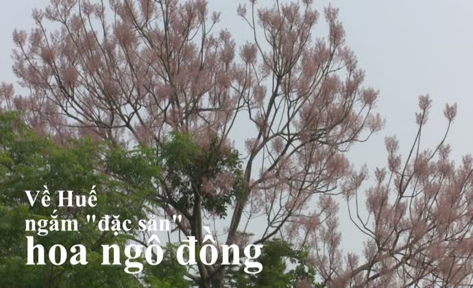 Về Huế ngắm 