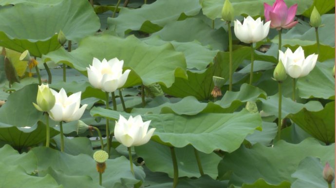 Sen trắng Thành Nội được nhân rộng