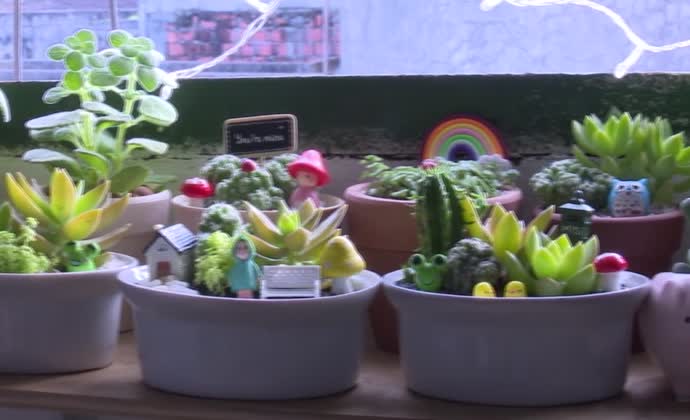 Xinh xắn cây cảnh Mầm