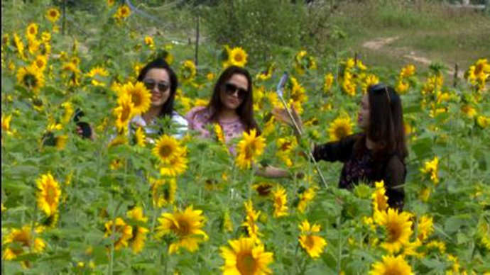Bạn trẻ hào hứng với cánh đồng hoa hướng dương