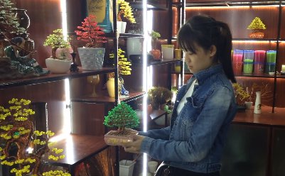 Handmade bonsai