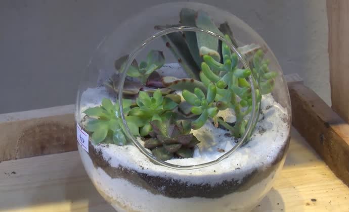 Coloring living space with Terrariums