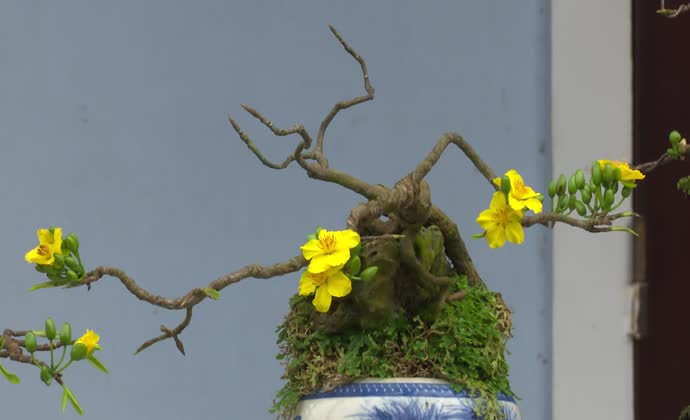 Bonsai apricot blossom on stones